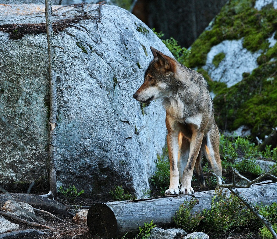 beautiful-elusive-eurasian-wolf-colorful-summer-forest