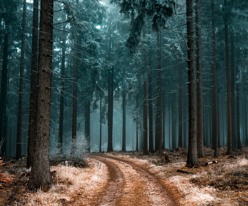 beautiful-scenery-pathway-forest-with-trees-covered-with-frost